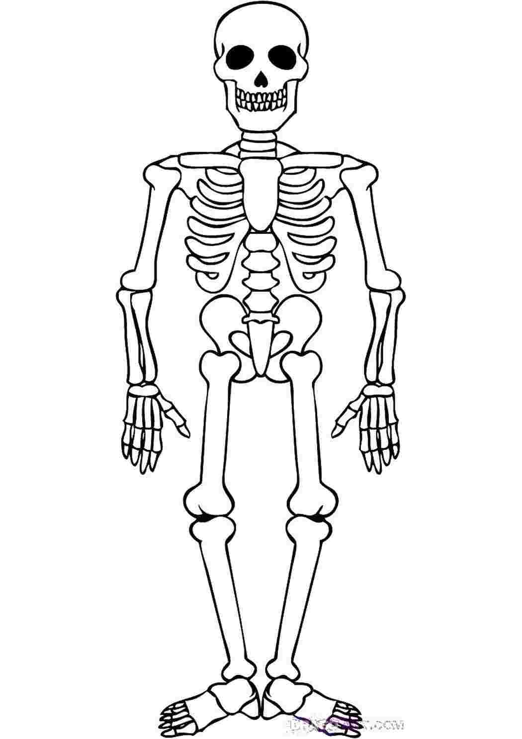 Кости скелета