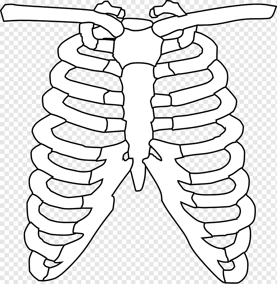 Макет скелета из бумаги