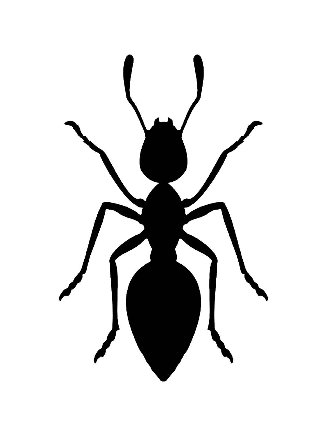 PNG муравей голова белый фон