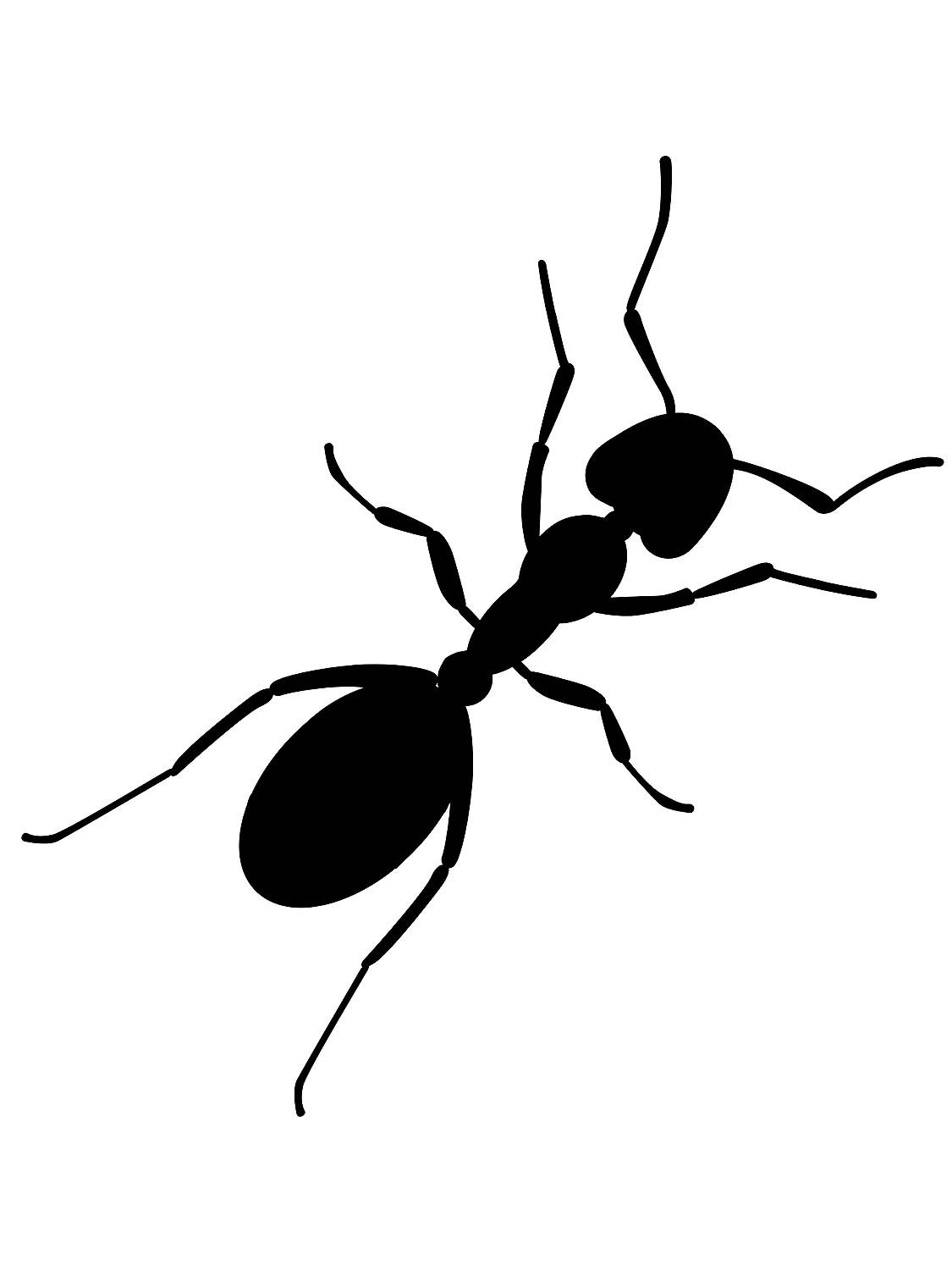 Красные муравьи