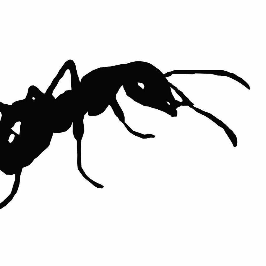 Насекомые. Раскраска