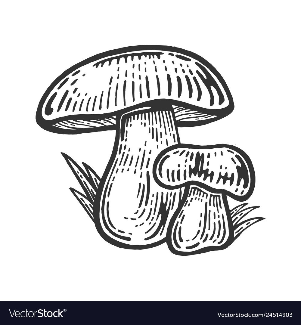 Вытынанка грибы