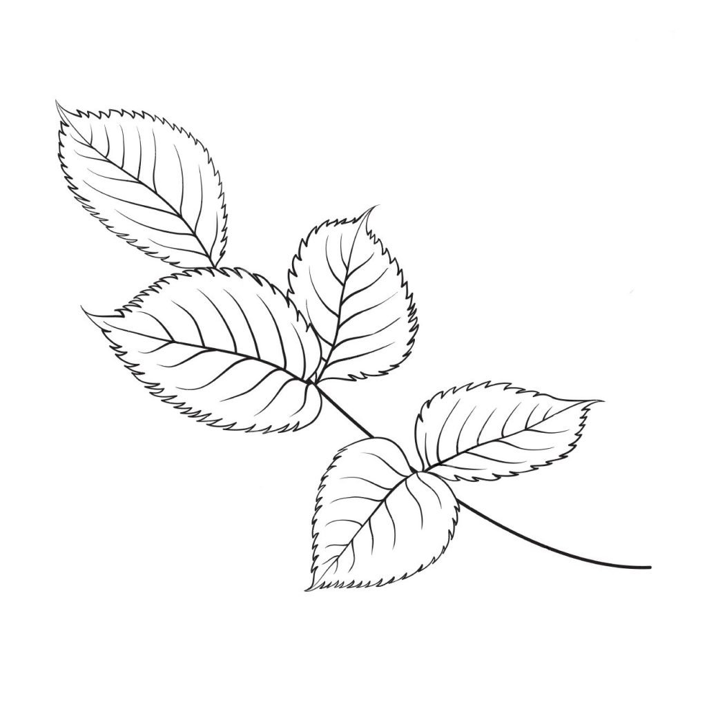 Силуэт листьев