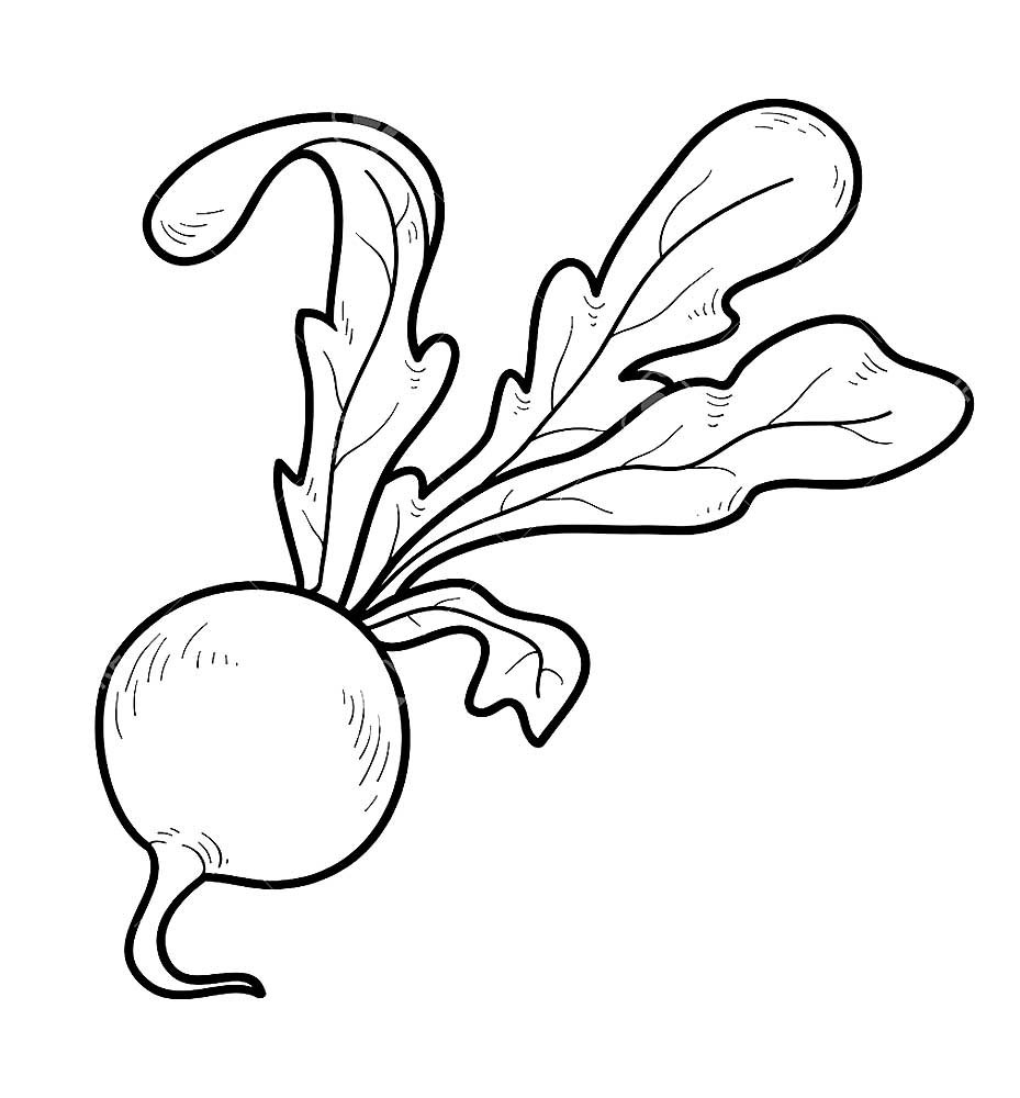 Редиска раскраска