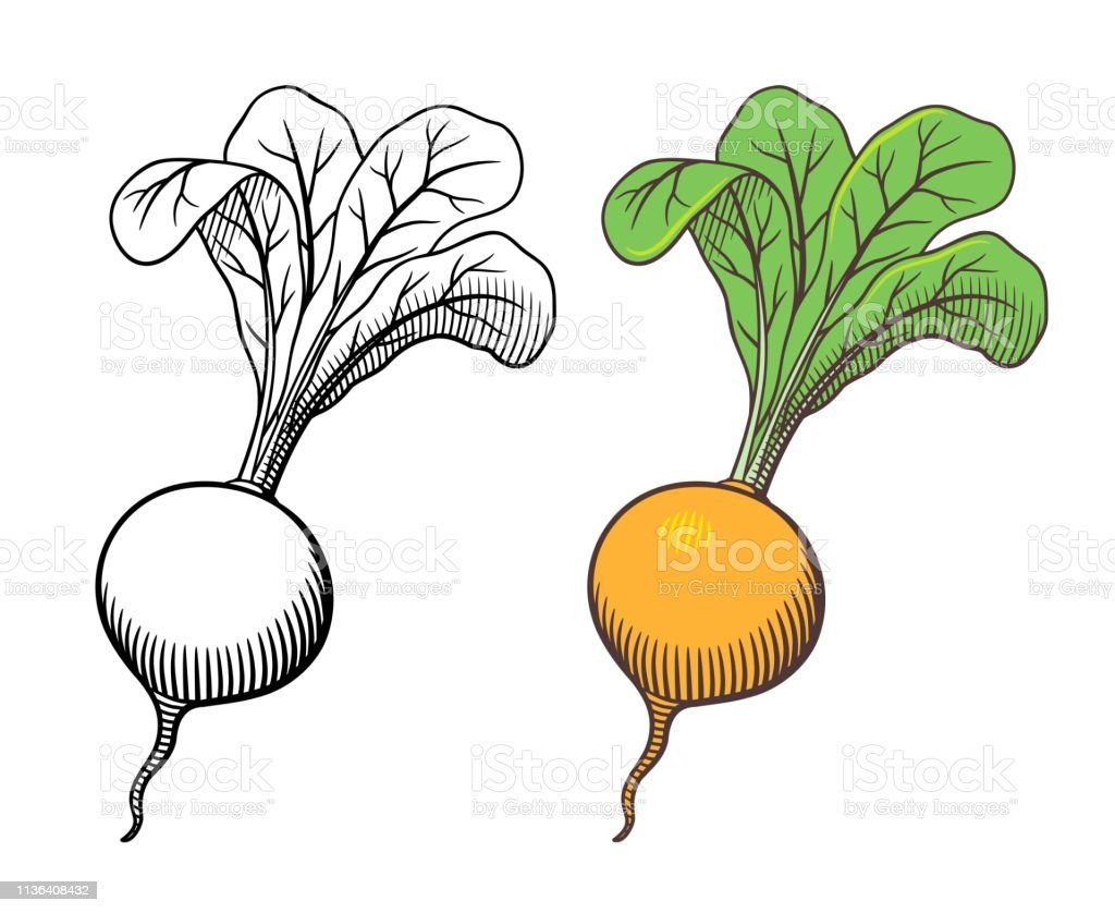 Репа вектор
