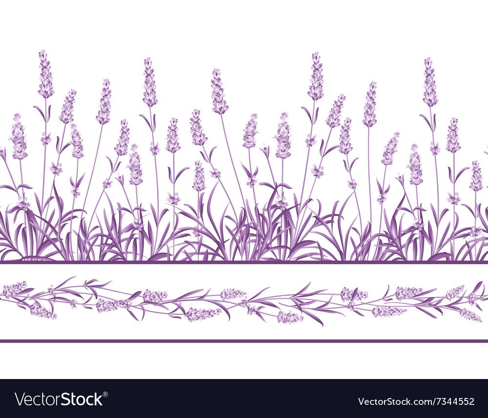 Лаванда вектор черно белый