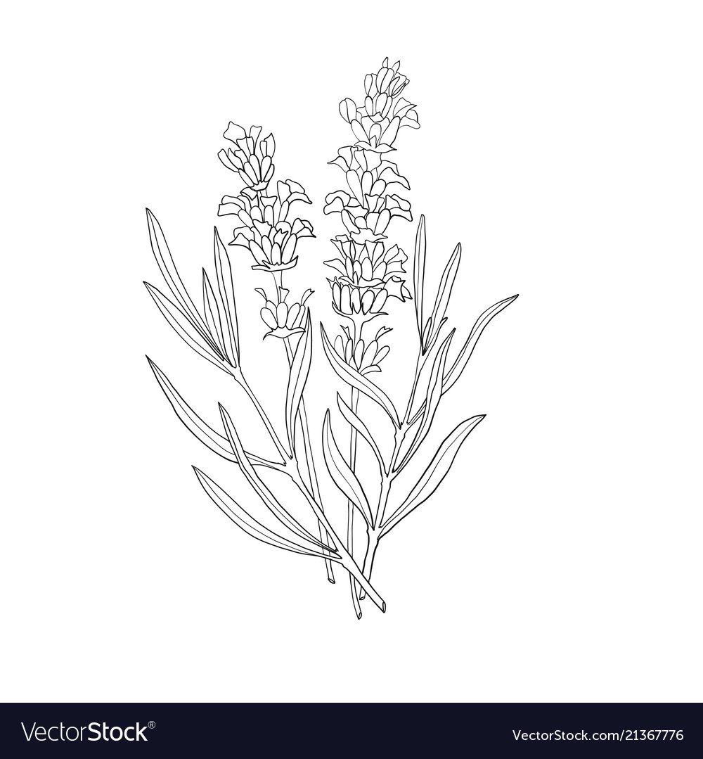 Тату Лаванда черно белая