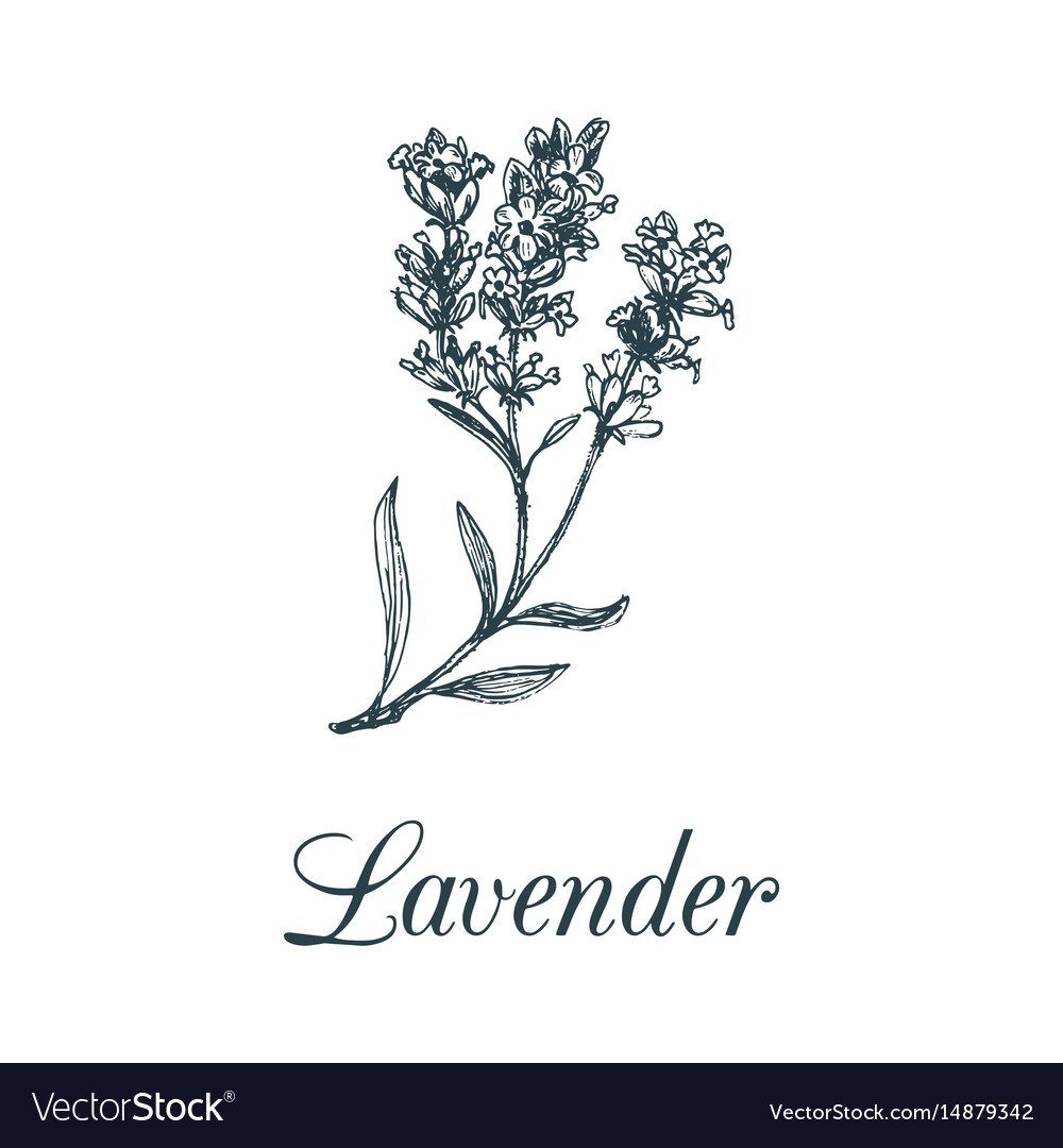 Лаванда рамка