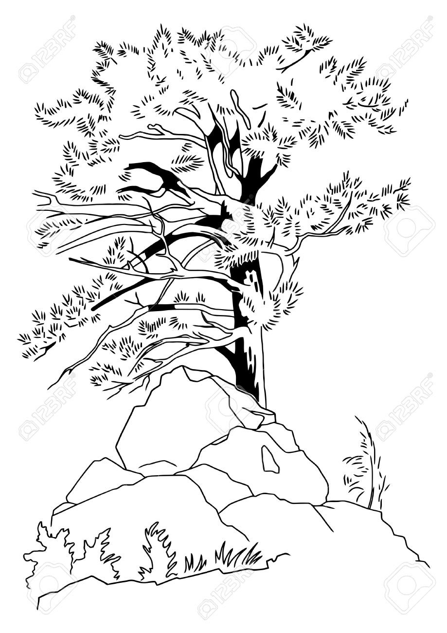 Раскраска сосна на вершине