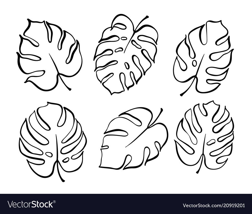 Лист монстеры контур