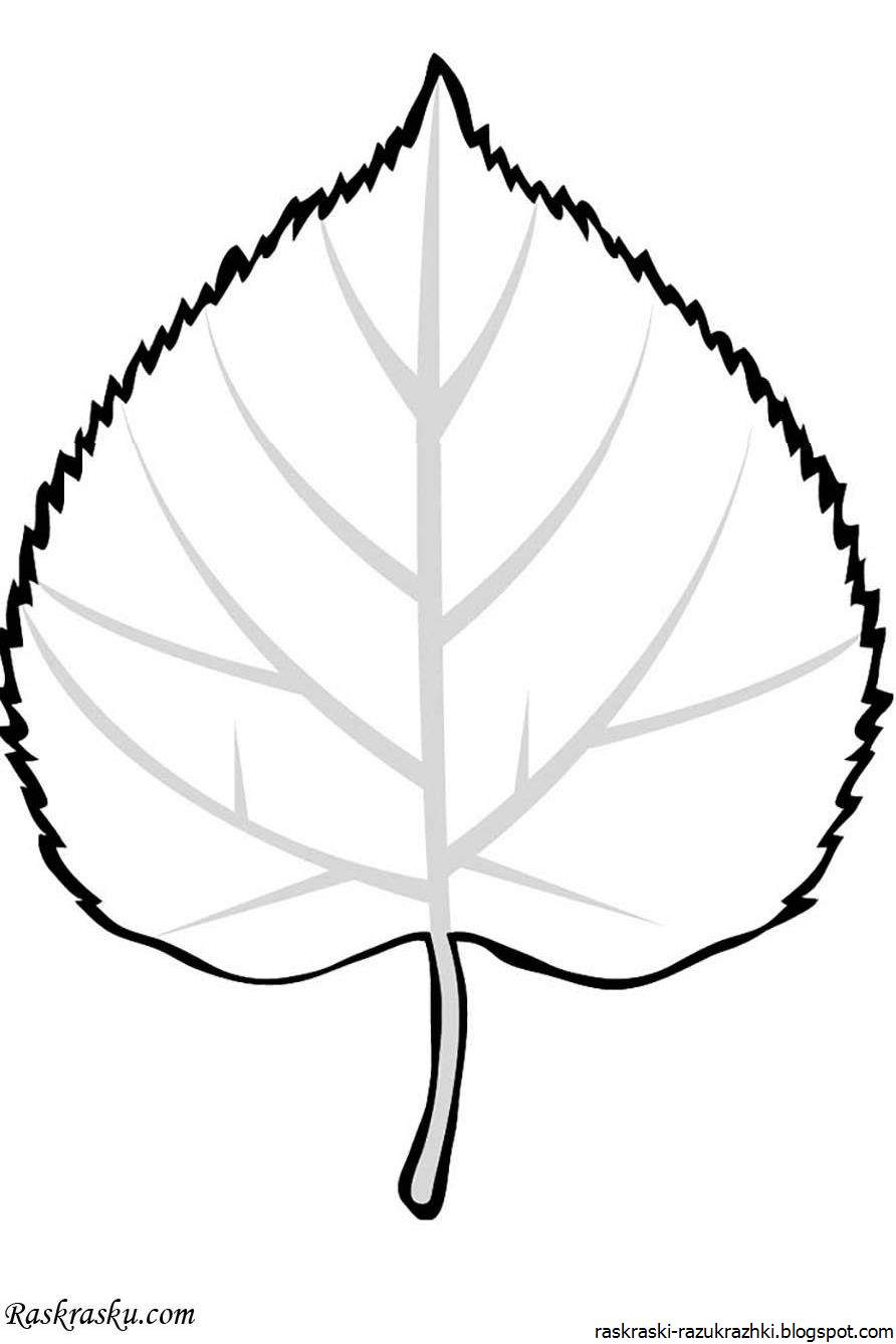 Листья березы черно белые