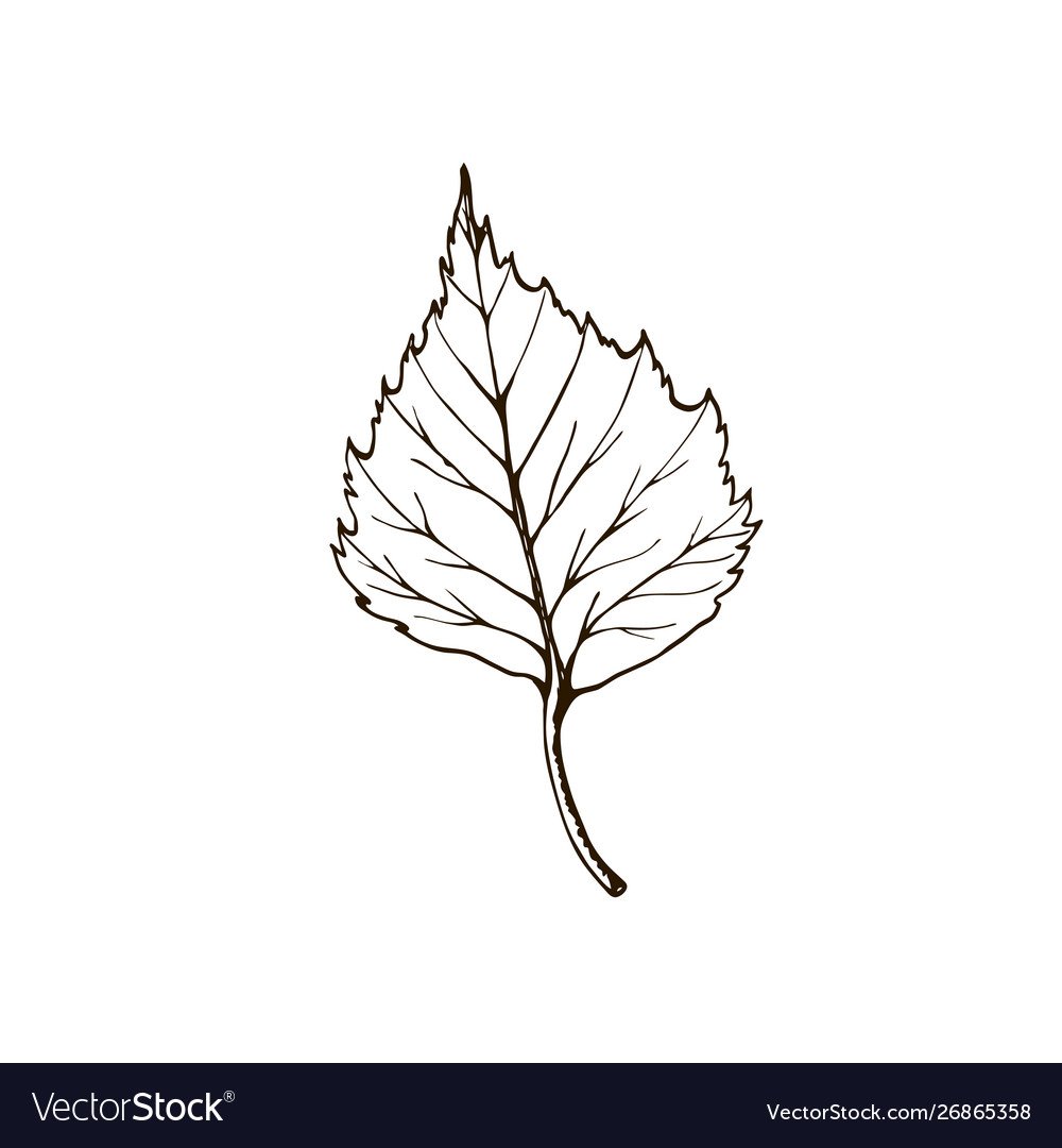 Силуэты листьев деревьев