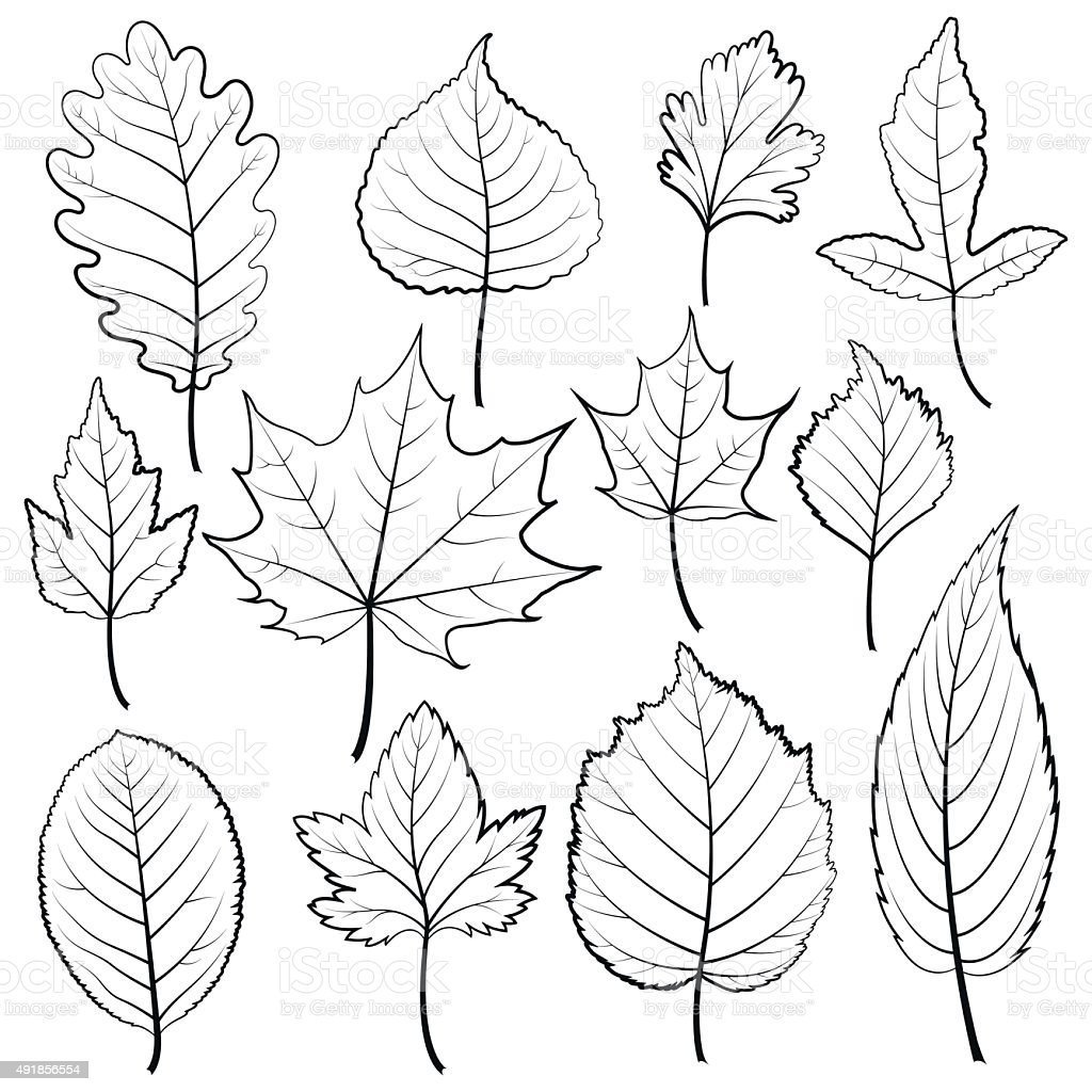 Листья раскраска