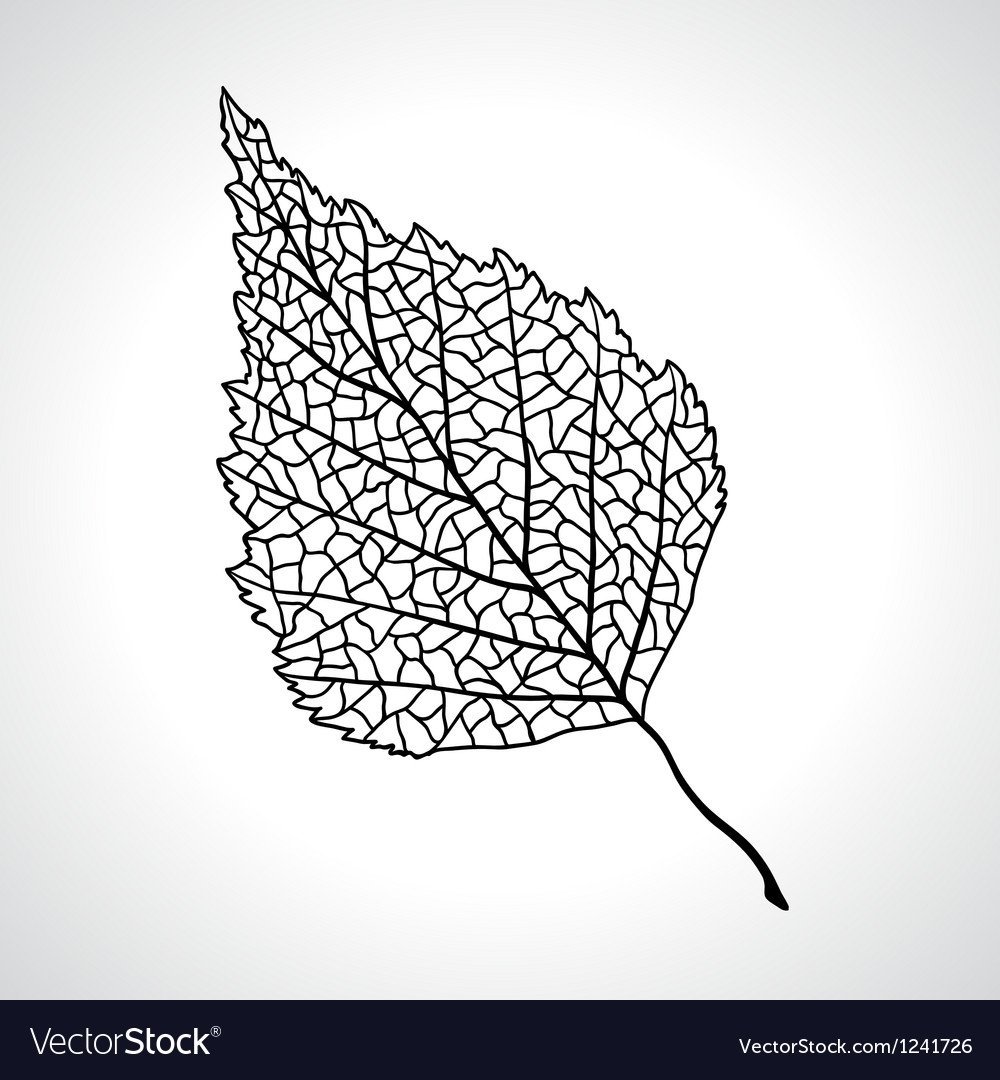 Лист березы раскраска