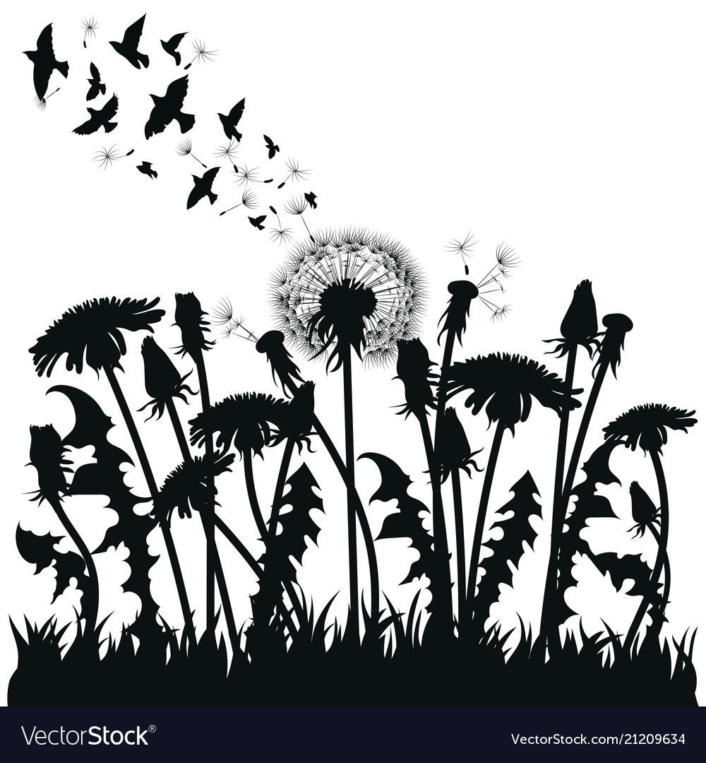 Силуэт одуванчика для рисования