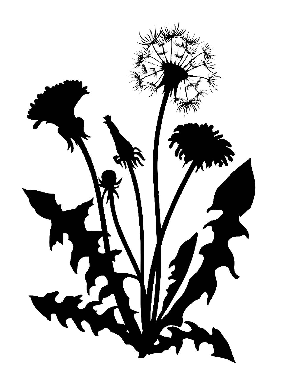 Одуванчик силуэт вектор