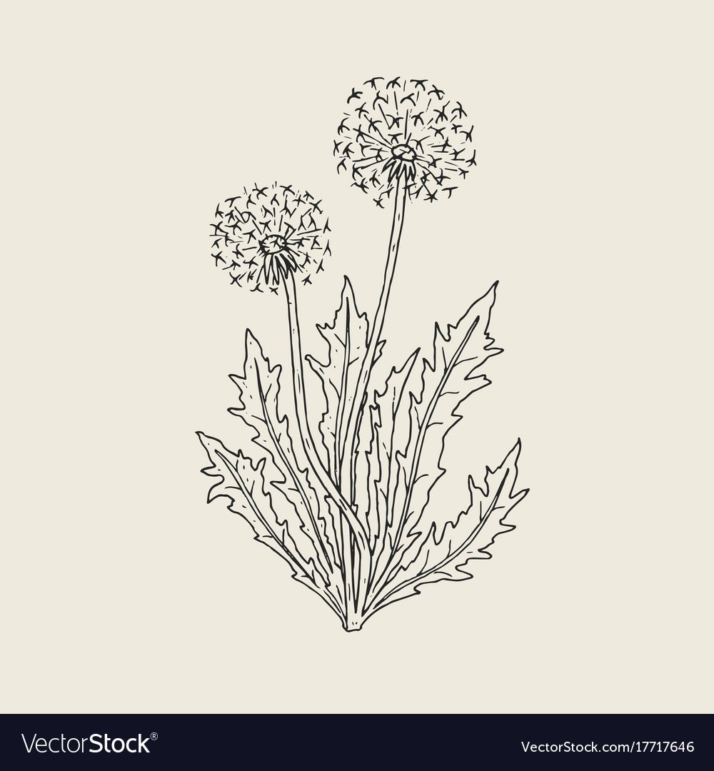 Трафарет листьев и стебля одуванчика