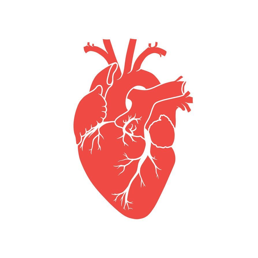 Анатомическое сердце трафарет
