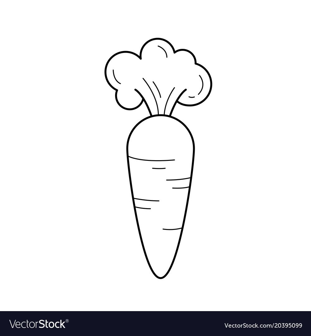 Морковь вектор