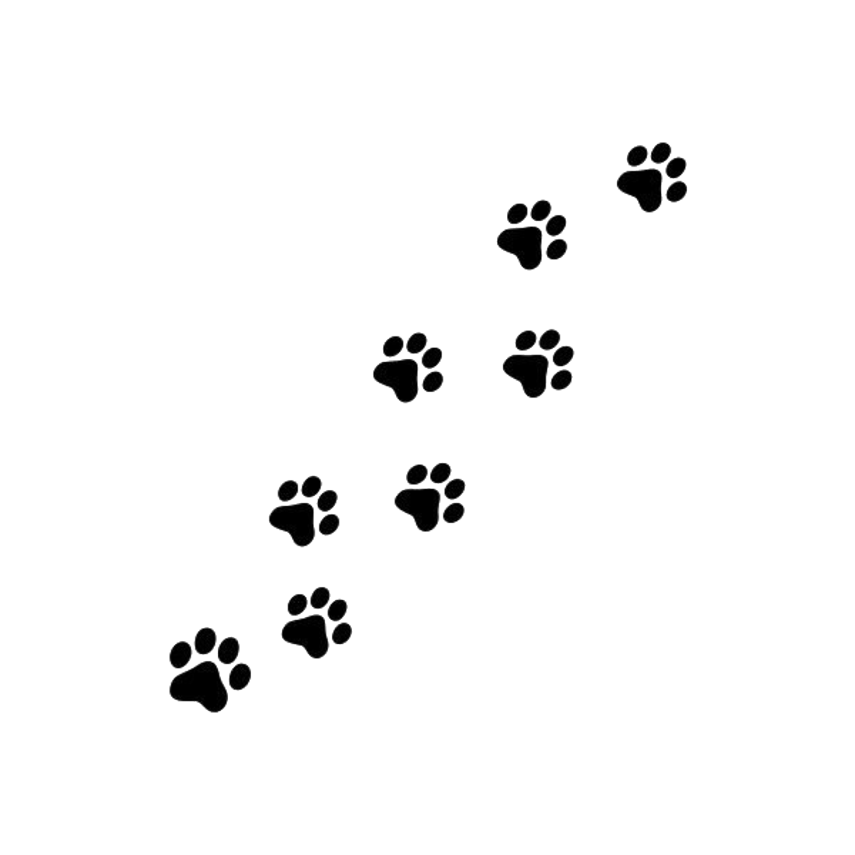 Эскиз лапки