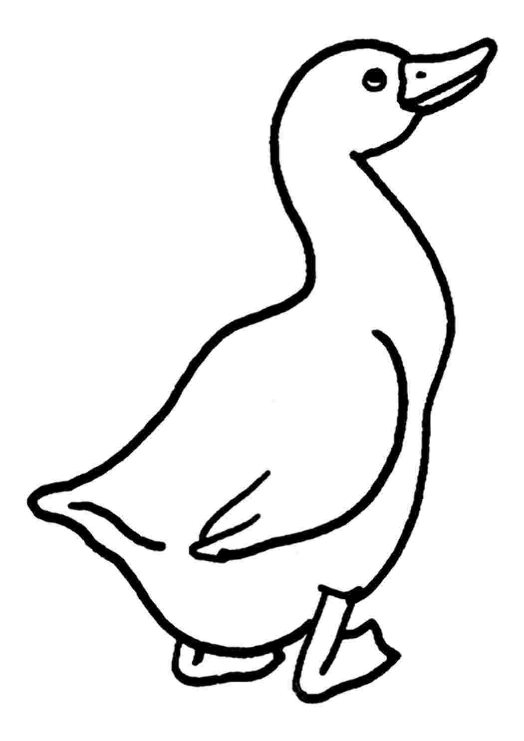 Лебедь раскраска