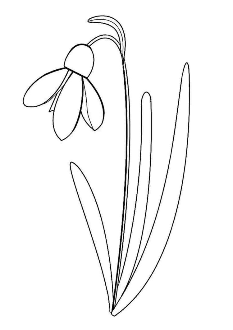 Подснежники раскраска для детей