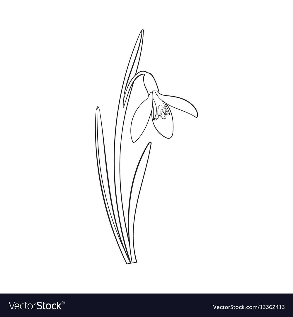 Крупные шаблоны подснежников для кинусайга