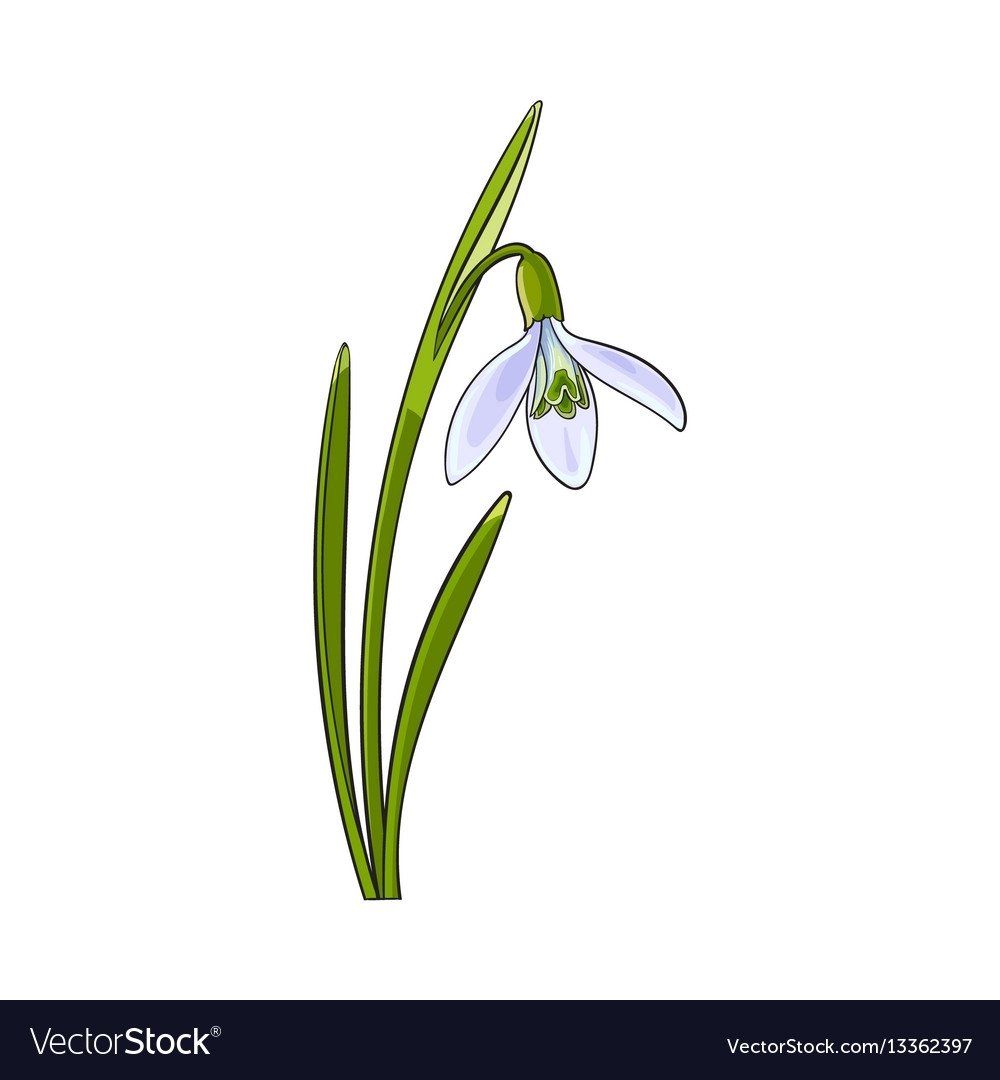 Шаблон тюльпана