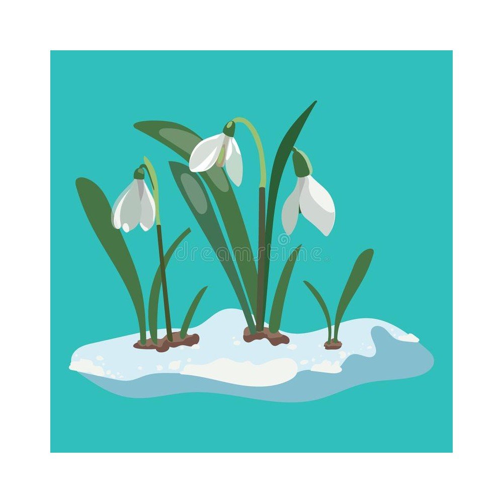 Контур подснежника для вырезания