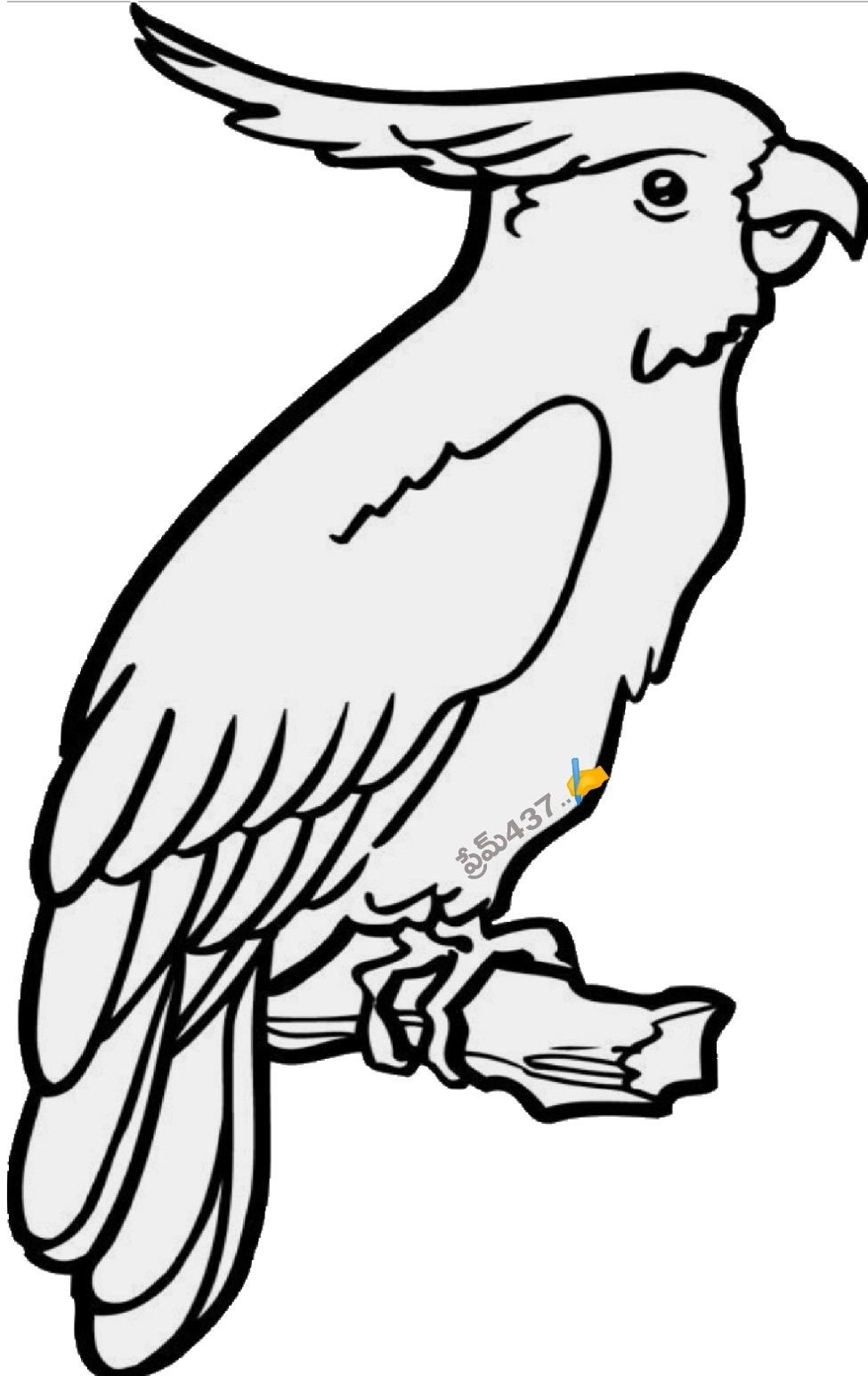 Тукан раскраска