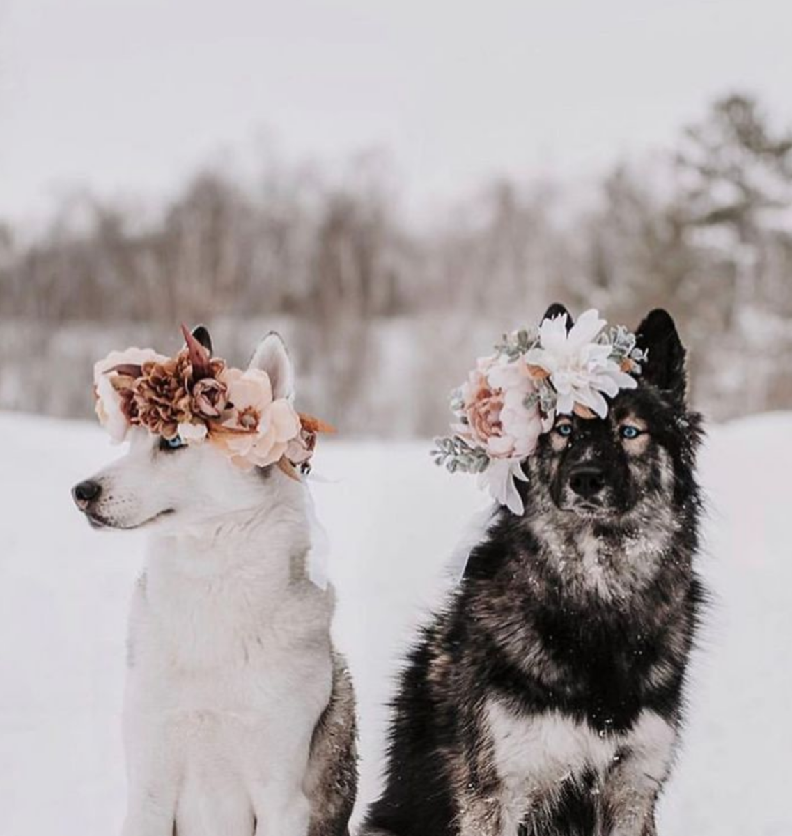 Эстетика собак