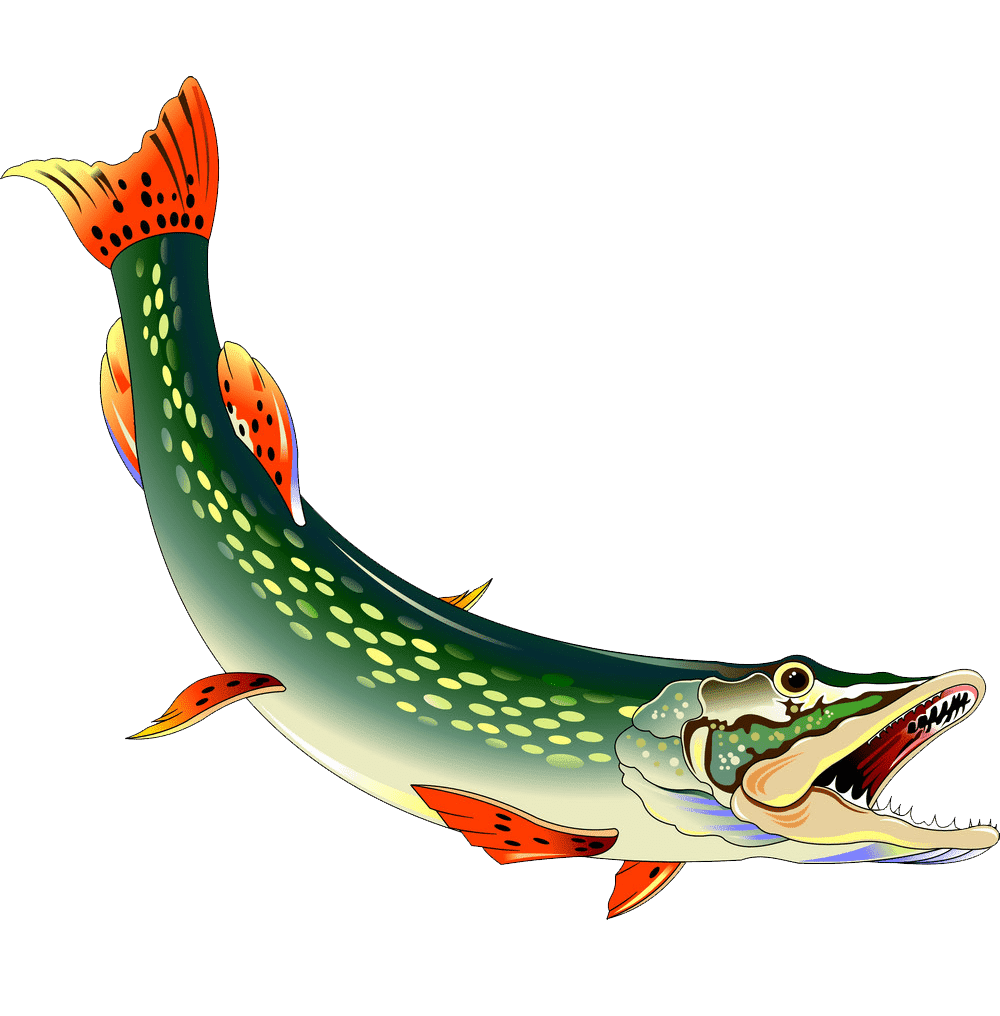 Щука рисунок