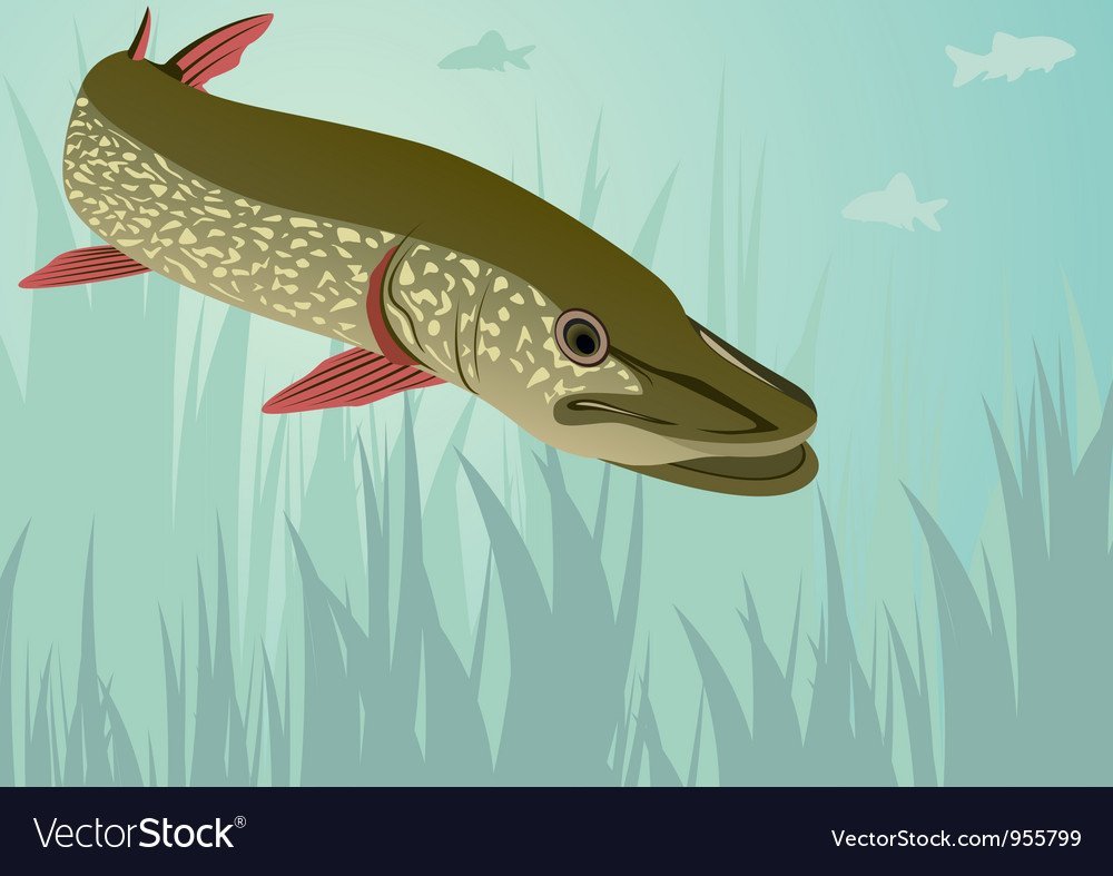 Щука мультяшный