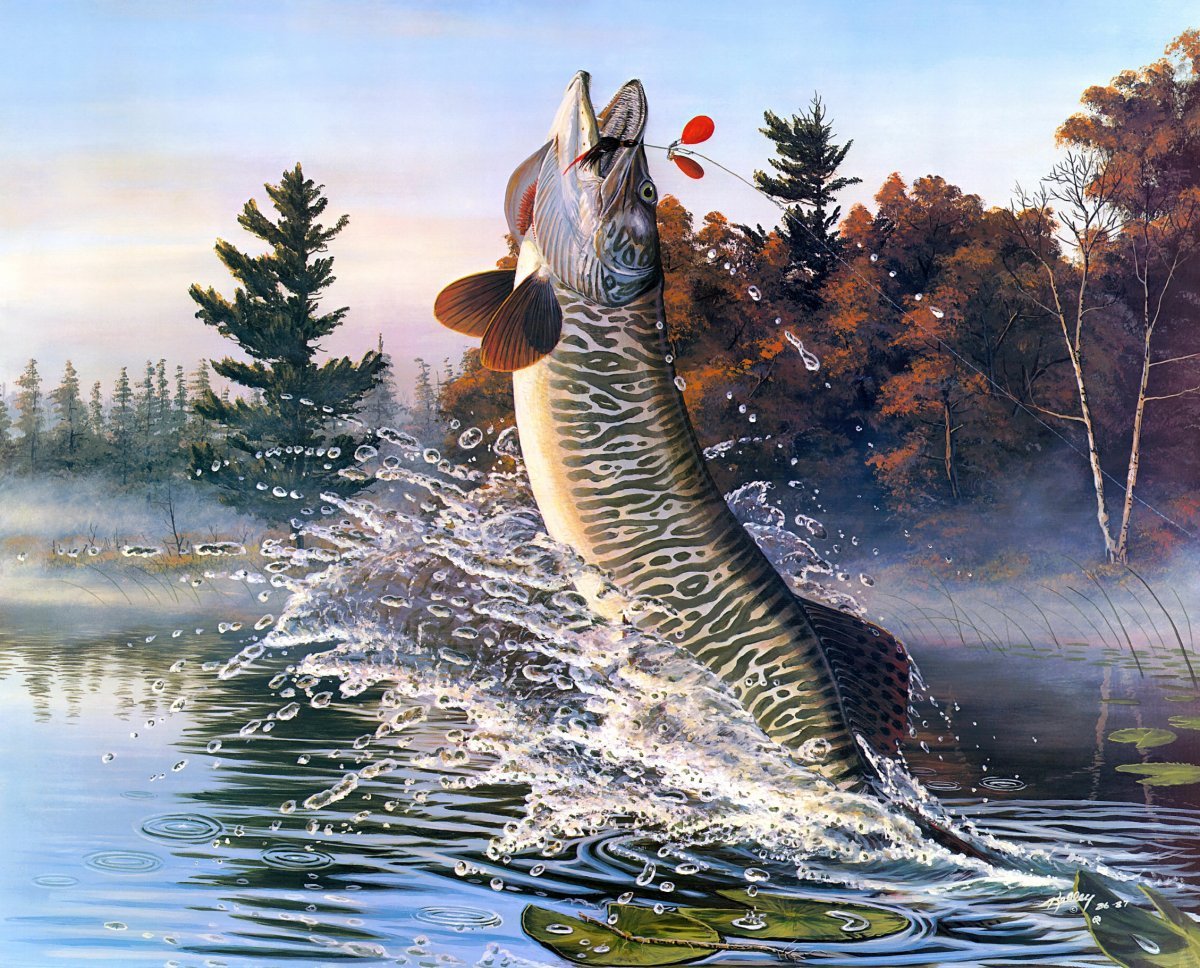 Щука выпрыгивает из воды