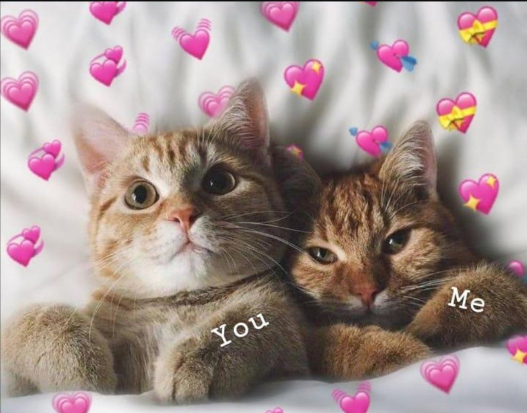 Котики с сердечками