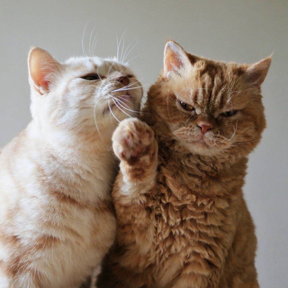 Коты пара