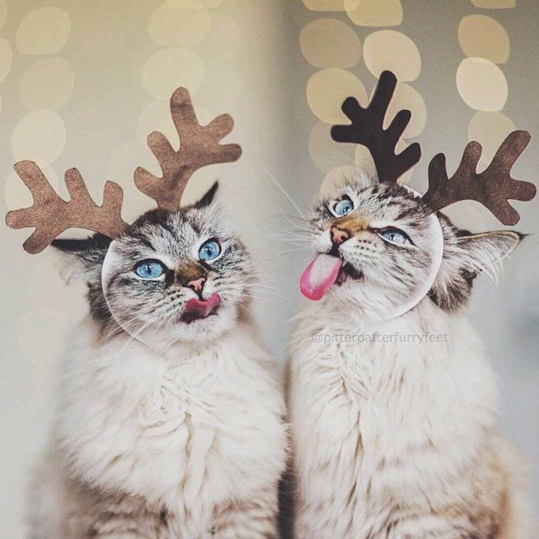 Кот с рогами оленя