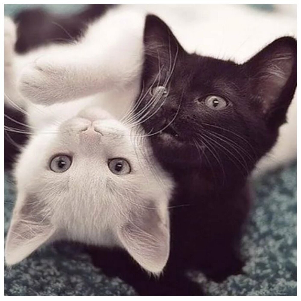 Котики черный и белый