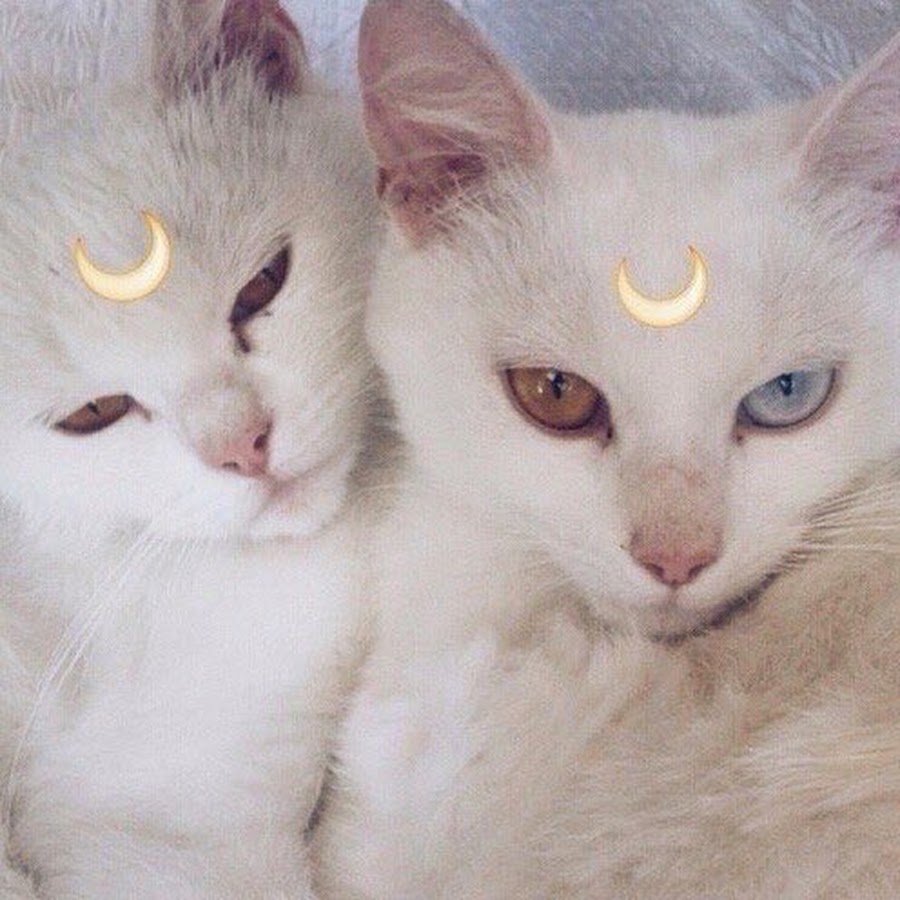 Два котенка Эстетика
