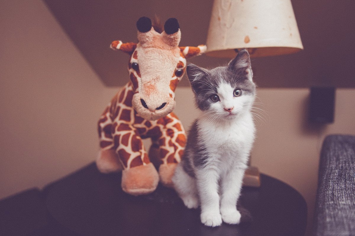 Парные котики