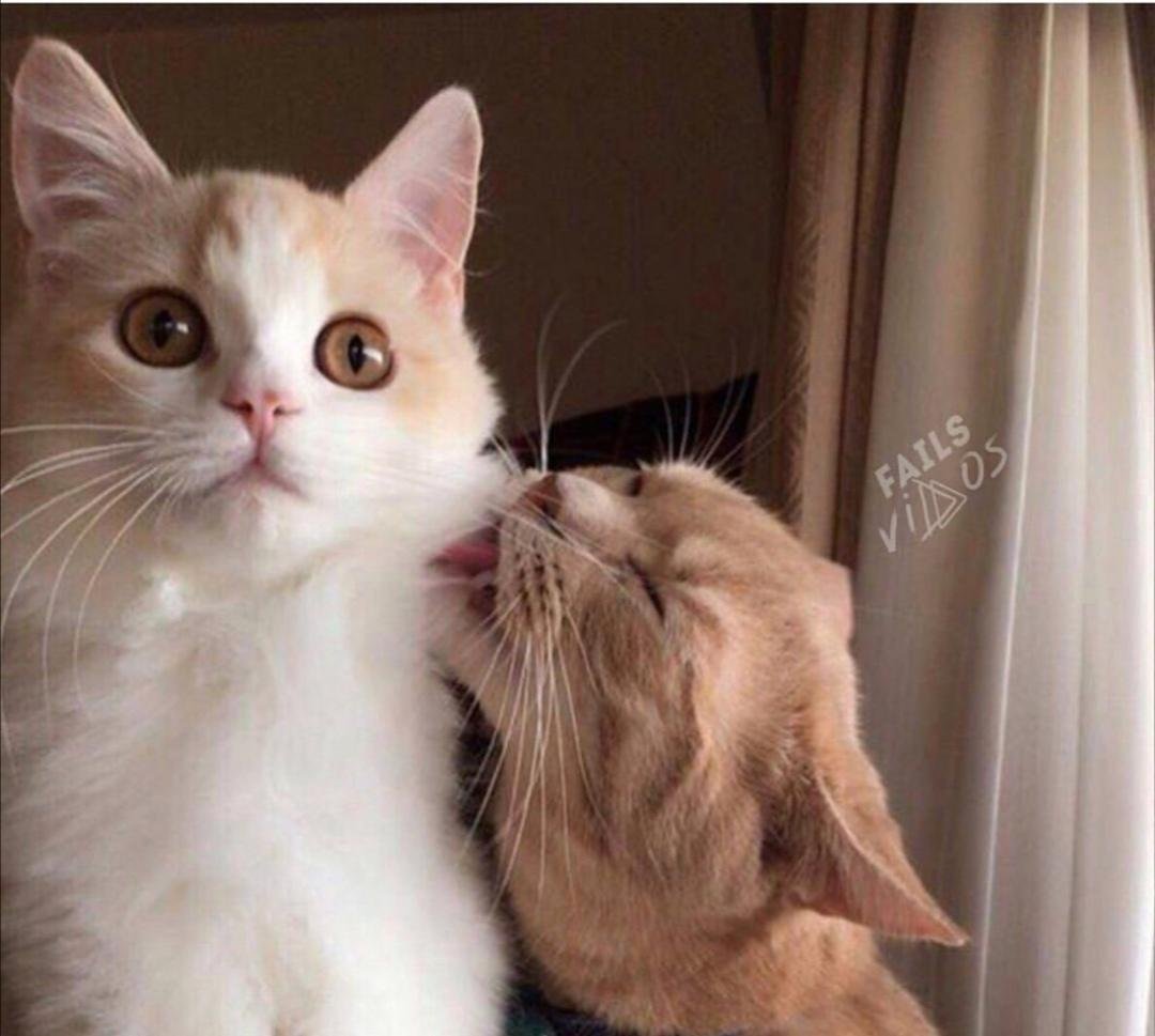 Котики обнимаются Эстетика