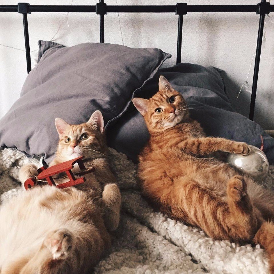 Два кота в кровати
