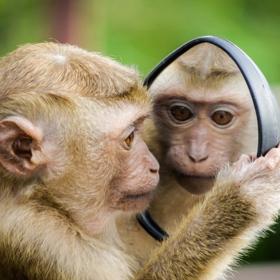 Парные аватарки с обезьянками