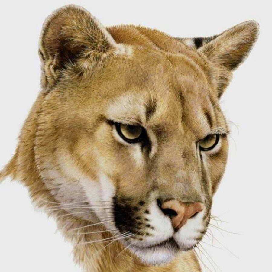 Львица портрет