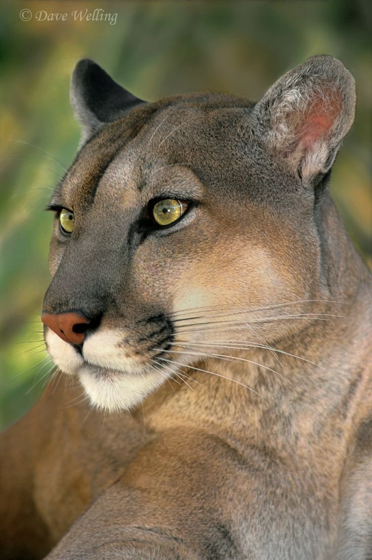 Кугуар горный Лев