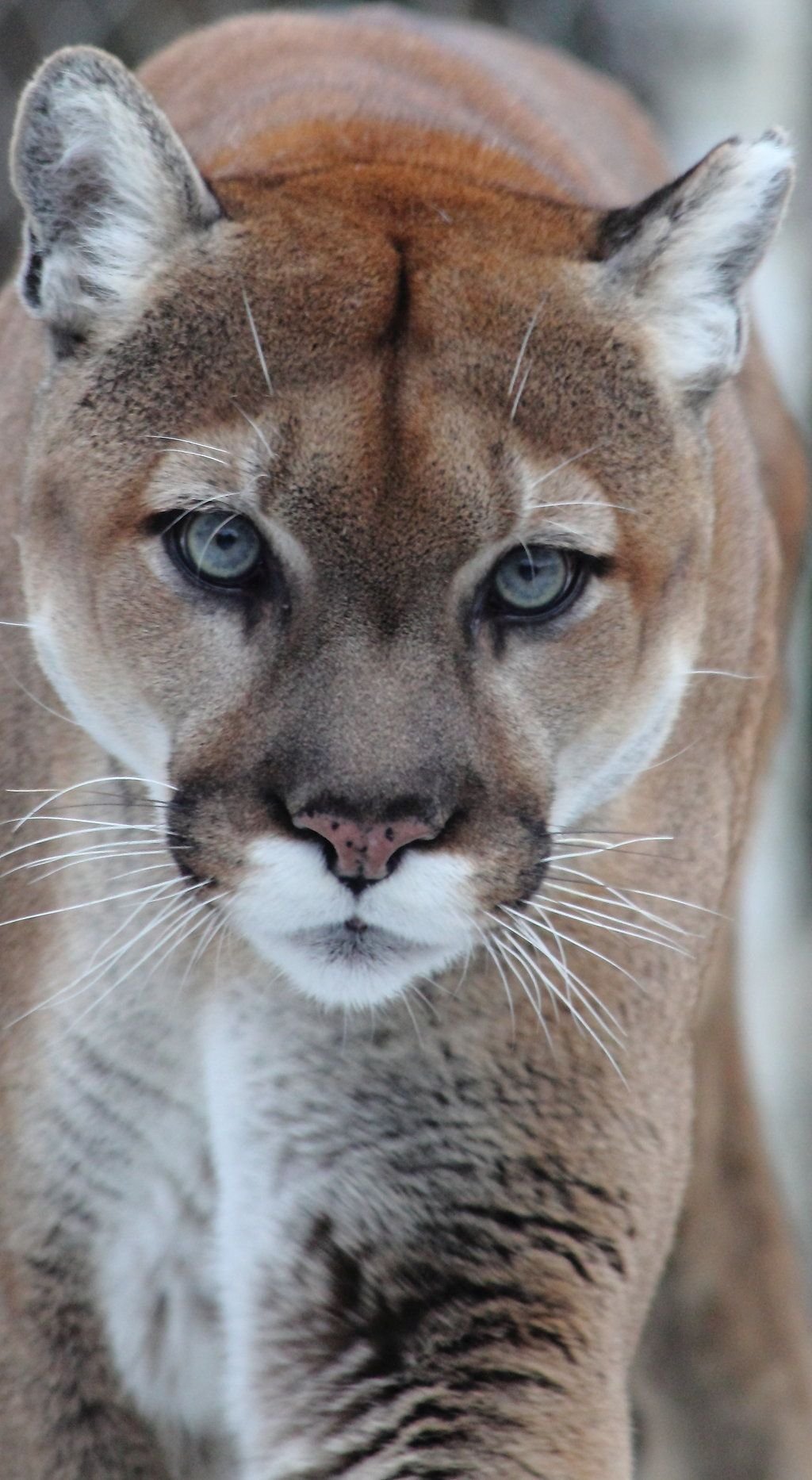 Суррейская Пума