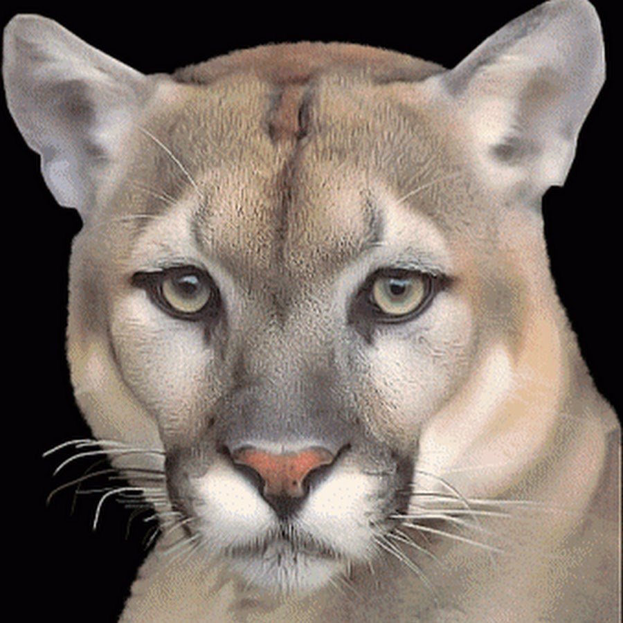 Львица гифки