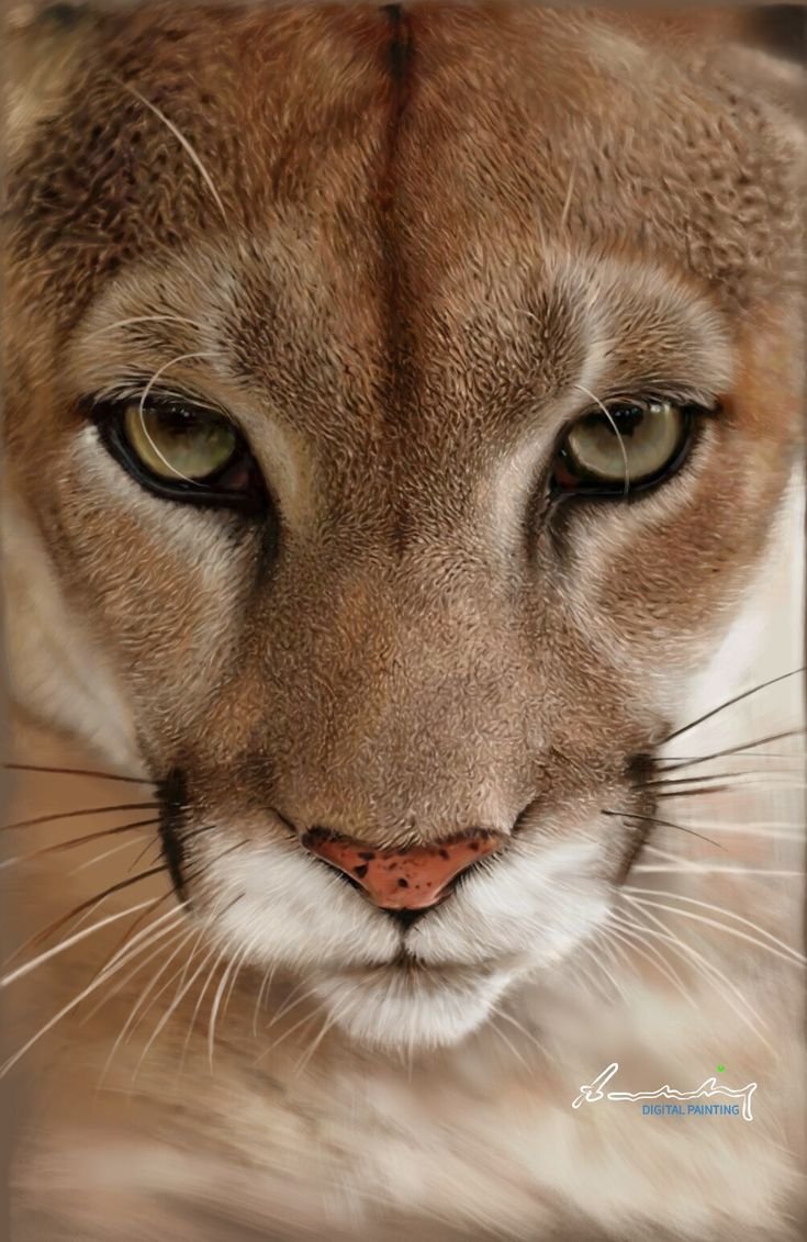 Пума анфас горный Лев