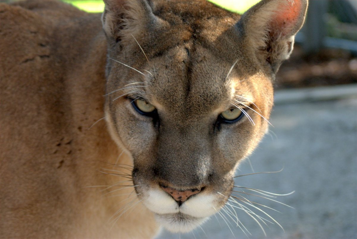 Флоридская Пума