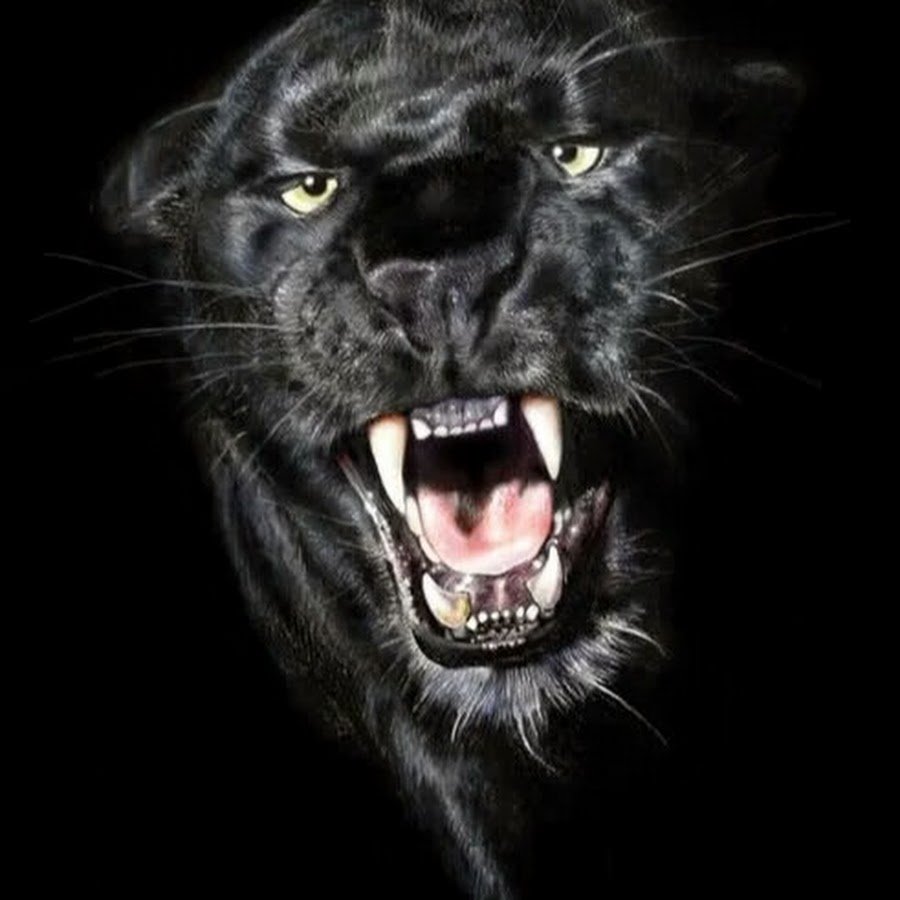 Оскал ягуара